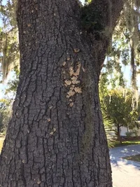 Oak Tree Seaside Farms Pic 1.webp