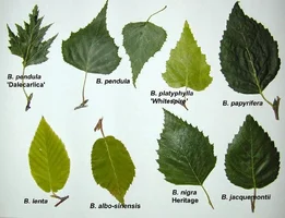 Betula leaves with names.webp