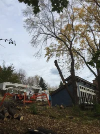 Easy Lift 70-36AJ Tree Care 2.webp