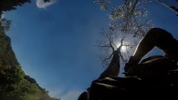 fore arm ecilpse.webp