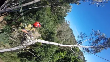 tops ahoy matey.webp