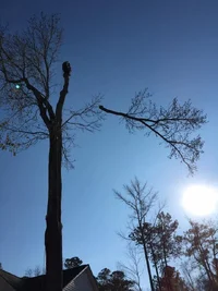 tree climber - kenny's tree removal.webp