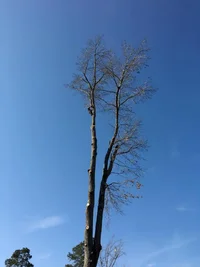 Arborist in Angier NC.webp