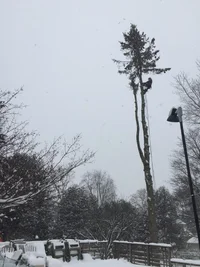 Spruce greensville.webp