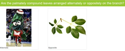 opposite or alternate.webp opposite or alternate.webp