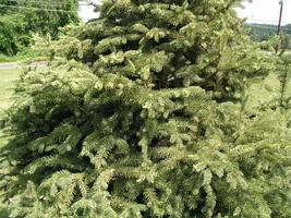 48007-BlueSpruce13.webp