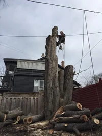 Hammer Chestnut.webp