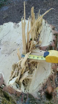 fatboy locust hinge.webp