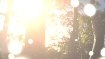 Lemon pine IG light burst.webp