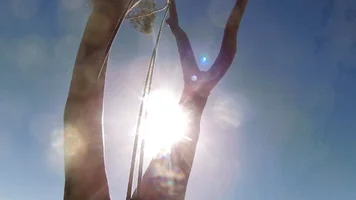 point at sun 101.webp