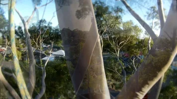 tree passing thru .webp