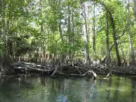 Liars Club Fl meeting March 2018 022.webp