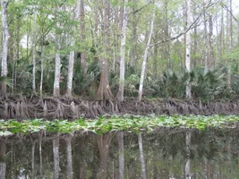 Florida March 2016 019.webp