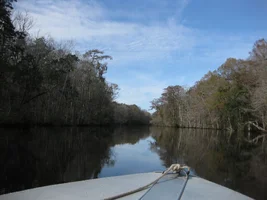 Silver Springs Florida 12-16-2014 111.webp