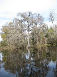Silver Springs Florida 12-16-2014 122 rotated 90.webp