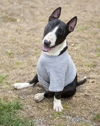three-legged-bull-terrier-smiling-27581157.webp