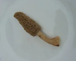 morel-mushroom.webp
