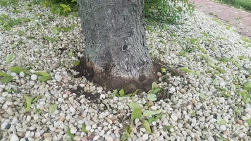 After RCX.webp After RCX.webp