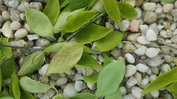 Leaves on ground May 21.webp Leaves on ground May 21.webp