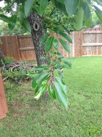 Pierce Tree--Leaves 2016.webp