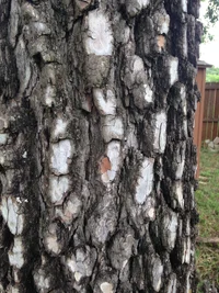 Pierce Tree--Bark 2016.webp