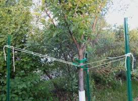 staked-apple-tree2.webp