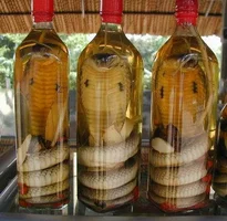 Snake-wine.webp