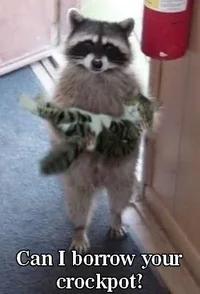 raccoon-cat.webp
