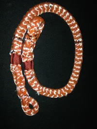 WhatsApp Image 2018-06-29 at 18.18.39.webp