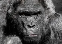 gorilla-not-happy.webp