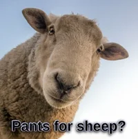 sheep-pants.webp sheep-pants.webp