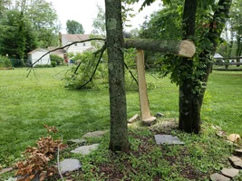 Intentional split small ash.webp