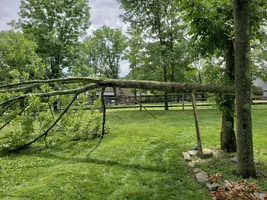 Intentional split small ash 2.webp