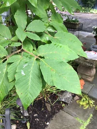 3FC0D6F2-5B7B-4828-8EF0-68CEB54FFF28.webp 3FC0D6F2-5B7B-4828-8EF0-68CEB54FFF28.webp