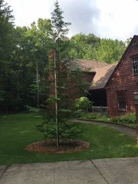 180810 Dawn Redwood - IMG_0206.webp