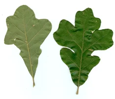 Post Oak Leaf0001.webp