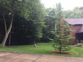 180818 Dawn Redwood - IMG_0208.webp