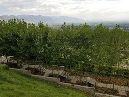 London Plane trees Ave.webp