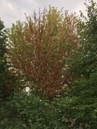 01 общий вид.webp 01 общий вид.webp