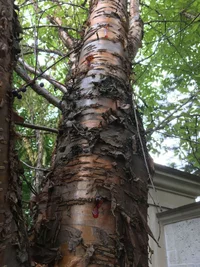 05 гоммоз.webp 05 гоммоз.webp