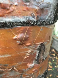 09 волдырь.webp 09 волдырь.webp