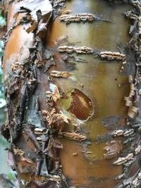 13 надрез.webp 13 надрез.webp