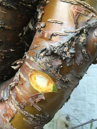 14 надрез нетронутого места.webp 14 надрез нетронутого места.webp