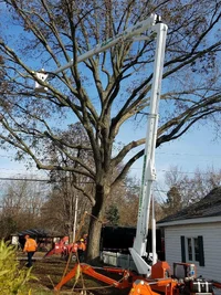 Easy Lift 87-48AJ tree care Dependable Tree Service 5.webp