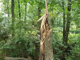 stangle with vercal snap cut.webp