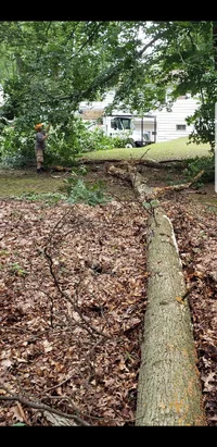 stangle oak grounded.webp