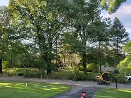 reduction pruning 2 big oaks.webp