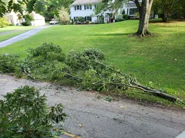 reduction cut BIG.webp