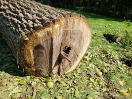 it was the saws fault.webp