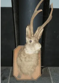 jackalope.webp